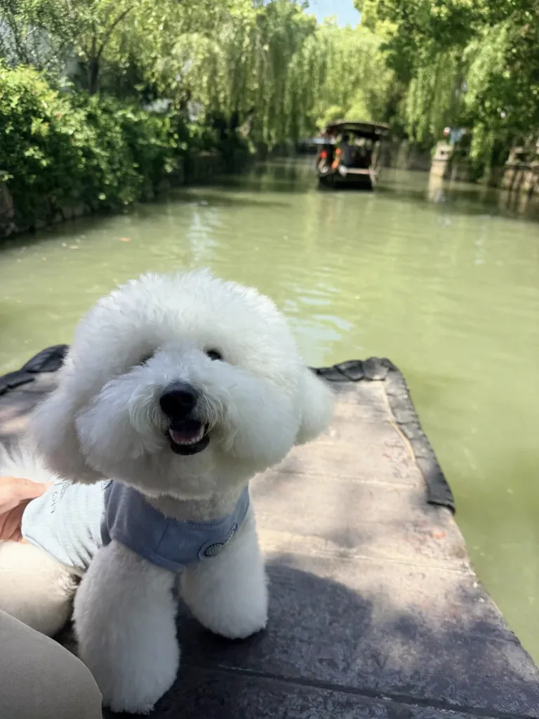 小狗爽玩苏州!下次还来!! 图片 8