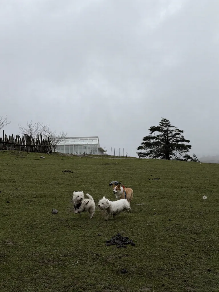 冶勒湖🌧️原来快乐不是天气给的,是小狗给的 图片 9