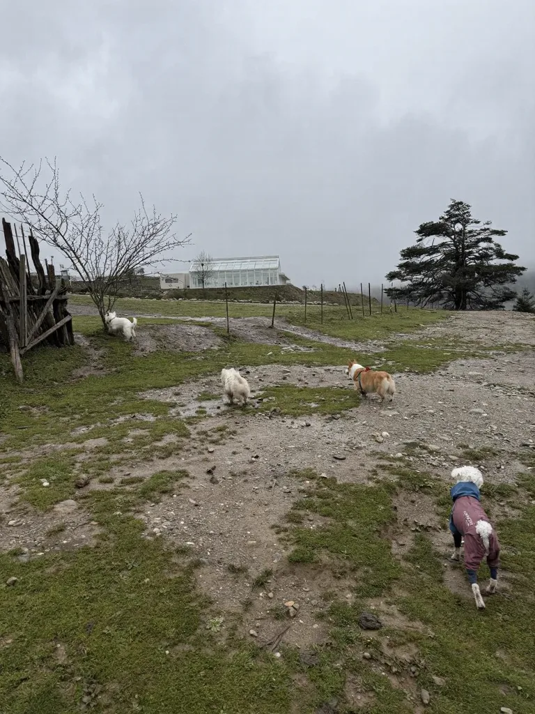 冶勒湖🌧️原来快乐不是天气给的,是小狗给的 图片 10