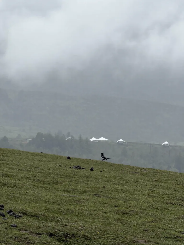 冶勒湖🌧️原来快乐不是天气给的,是小狗给的 图片 11