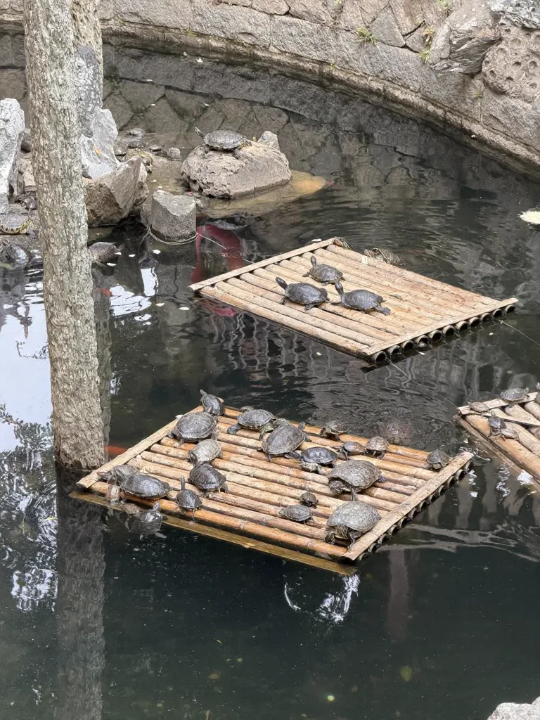 泉州|跟着老李的播客逛开元寺 图片 14