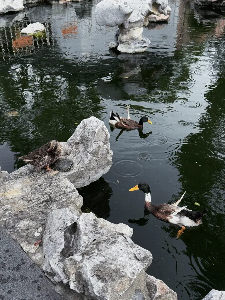 观音成道日的龙华寺,真的太特别了 图片 8