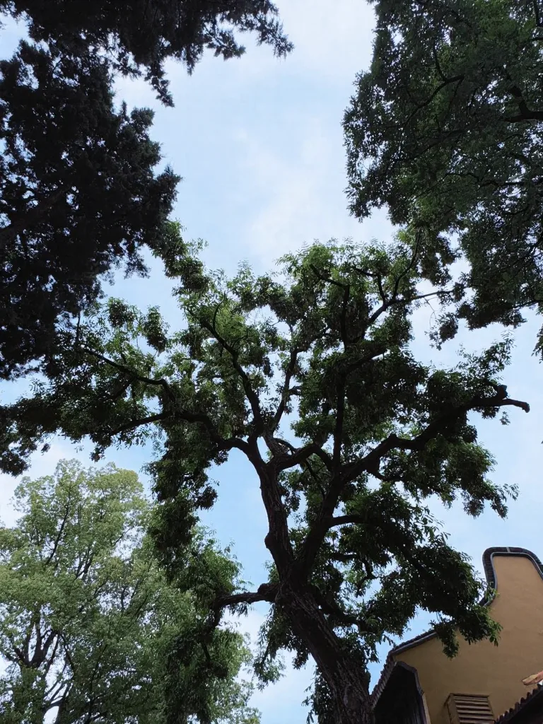 观音成道日的龙华寺,真的太特别了 图片 15