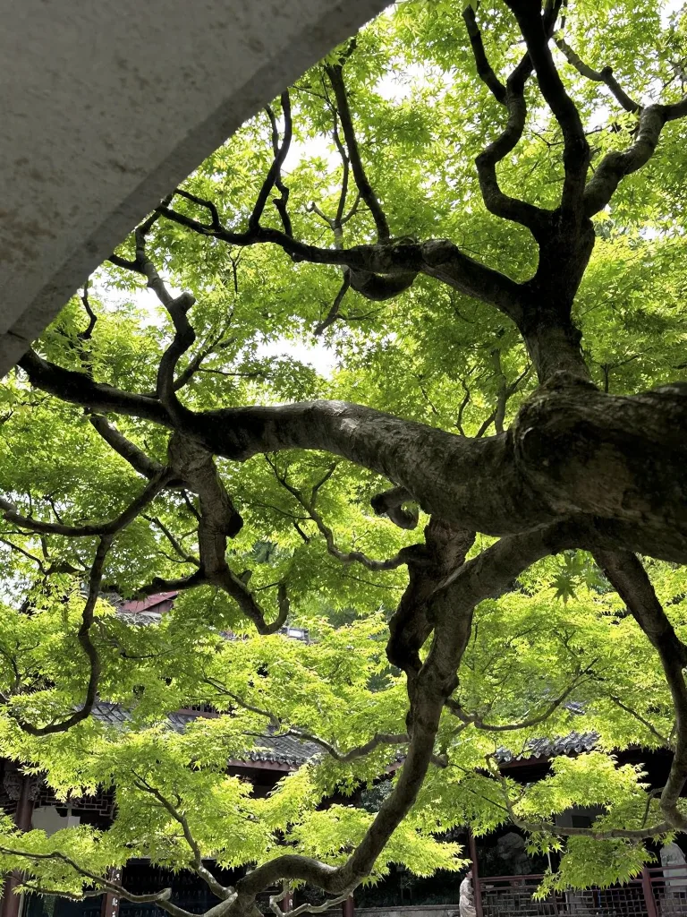 杭州就是个巨型绿色能量场，能量低的都来走走！ 图片 4
