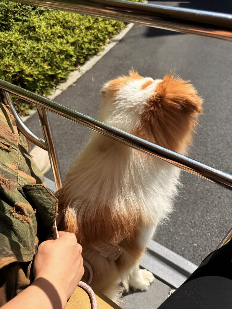 感谢每个宠物友好景点和酒店！莫干山 图片 3