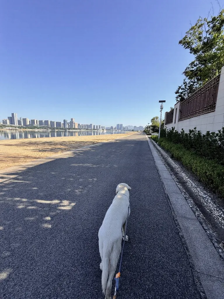 带狗自驾日照真实体验 图片 5