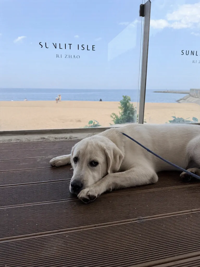 带狗自驾日照真实体验 图片 11