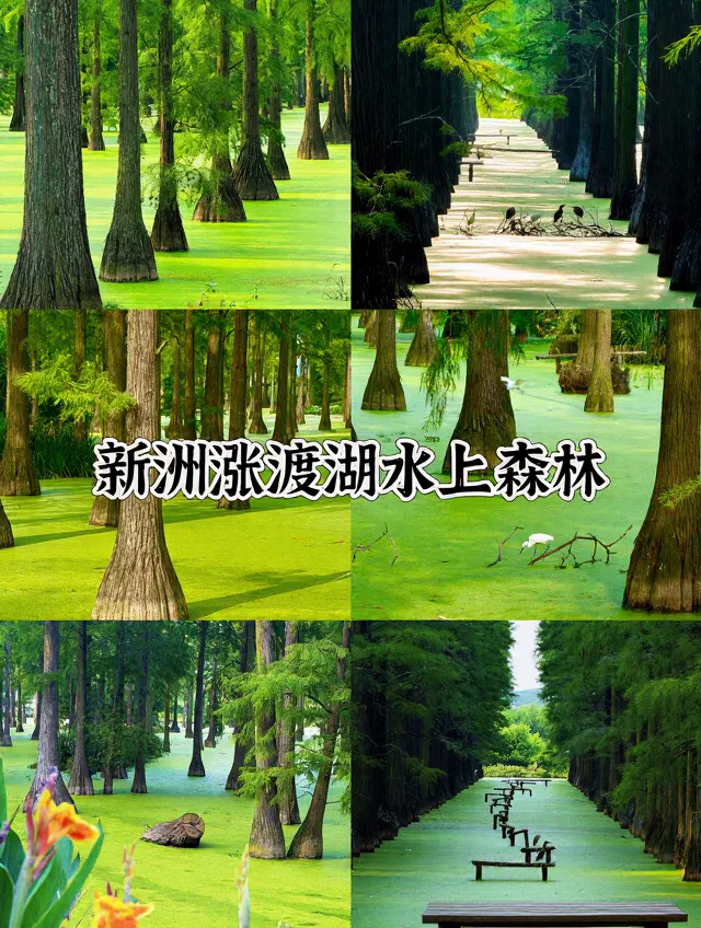 武汉自驾2h✨躺平式遛娃宝地,不爬山不费妈 图片 3