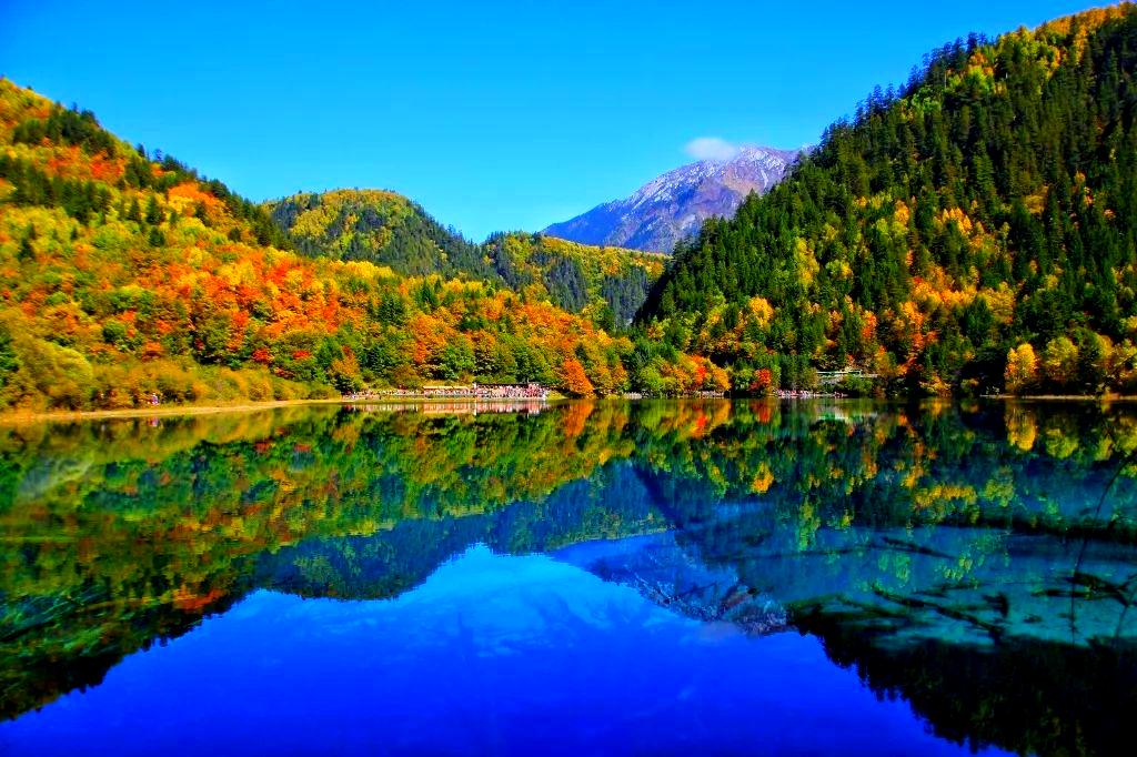 A traveller beside an alpine forest landscape